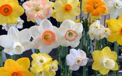 The 2026 Connecticut Daffodil Show – A Tapestry of Daffodils